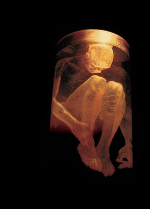 the album cover for Alice In Chains - Nothing Safe: Best of