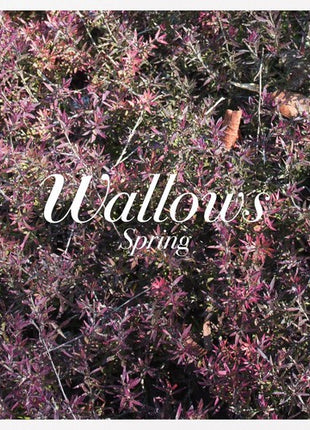 Wallows - Spring (Vinyl) (New (N))