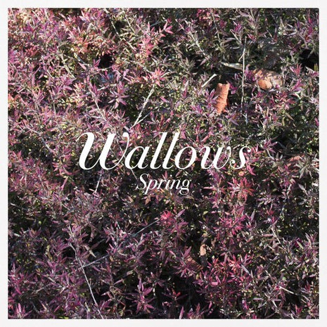 Wallows - Spring (Vinyl) (New (N))