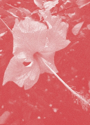 the album cover for Celer - Poulaine