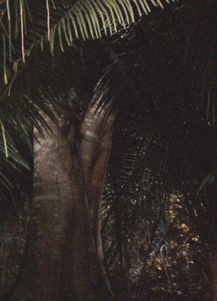 the album cover for Acid Pauli - Urwald (Ep)