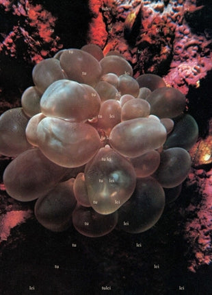 the album cover for Tulei - Tulei