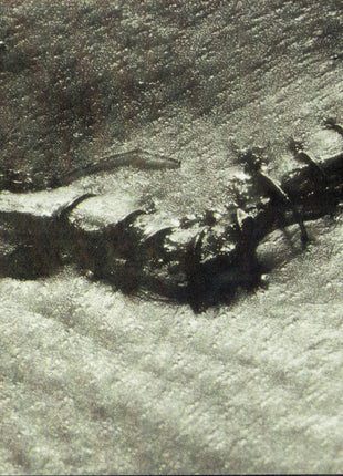 Ministry : Filth Pig (CD, Album, SRC)