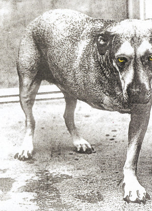 the album cover for Alice In Chains - Alice in Chains