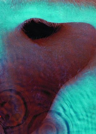 the album cover for Pink Floyd - Meddle