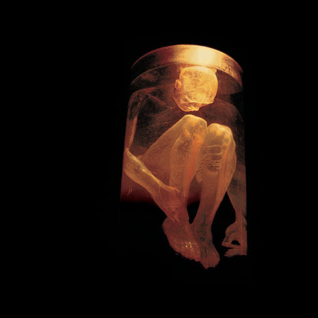 the album cover for Alice In Chains - Nothing Safe: Best of