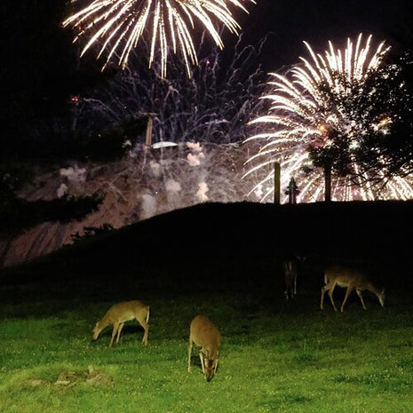 Home Is Where - Hunting Season - Green (Vinyl) (New (N))