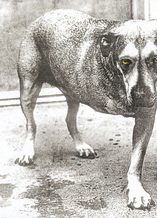 the album cover for Alice In Chains - Alice In Chains (30th Anniversary Reissue) [Colored Vinyl]