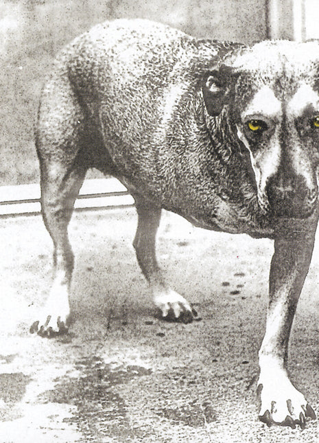 the album cover for Alice In Chains - Alice In Chains (30th Anniversary Reissue) [Colored Vinyl]