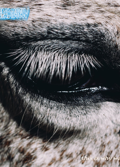 the album cover for Smag På Dig Selv - This Is Why We Lost