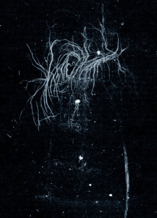 the album cover for My Heart, An Inverted Flame - My Death Is More Beautiful Than Your Life