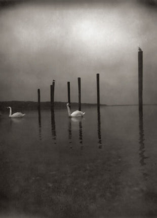 the album cover for Om - Conference Of The Birds