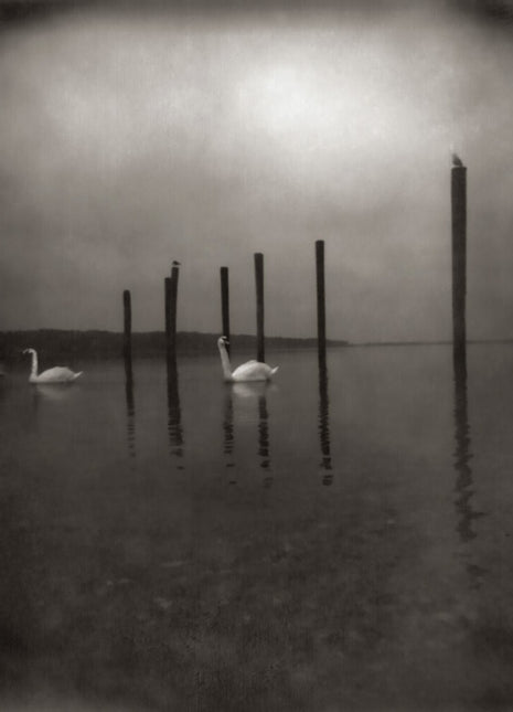 the album cover for Om - Conference Of The Birds