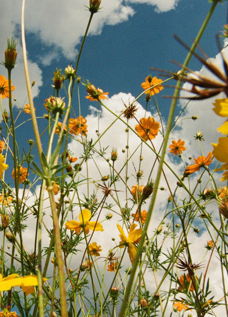 the album cover for Tasha - You Are Spring - Yellow [Colored Vinyl] (Ylw)