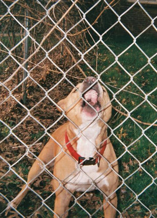 the album cover for Knocked Loose - Pop Culture [Colored Vinyl] (Wht) (Bice) (Spla)