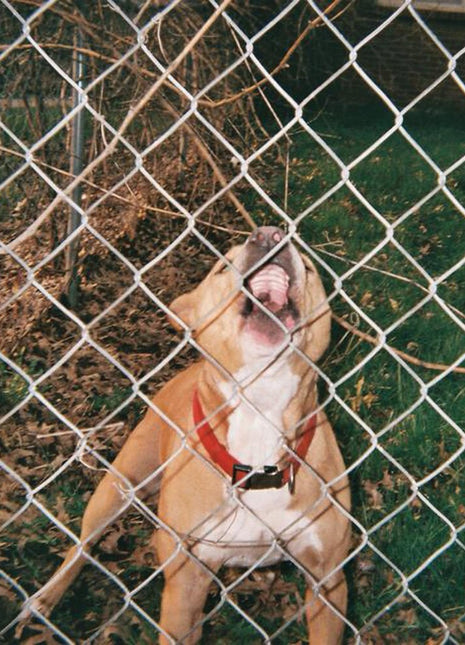 the album cover for Knocked Loose - Pop Culture [Colored Vinyl] (Wht) (Bice) (Spla)