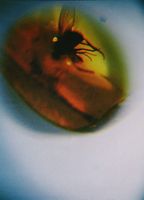 the album cover for April + VISTA - Traditional Noise [Translucent Fly Green]