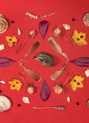 the album cover for Secret Family - Grouse Head Talisman