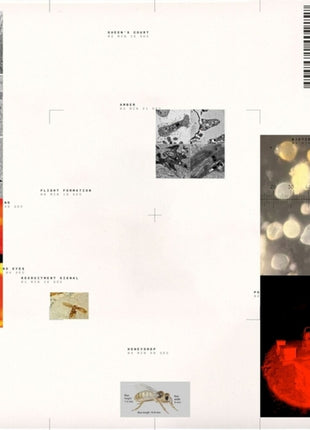 the album cover for Popp Polygonia - Apiformes