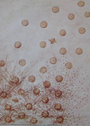 Family (6) : Anyway (LP, Album)